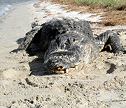 Alligator on bank of a salt marsh.